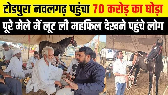 Rajasthan's 'Burj Khalifa': India's tallest horse shines at Todpura fair