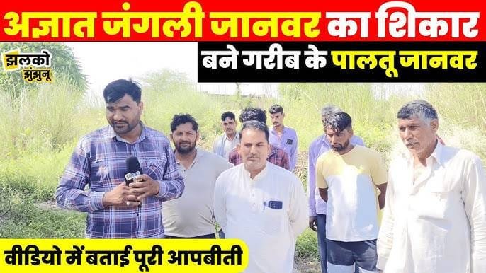 Wild animal attacks Jhunjhunu's Harsawa, spreading fear among villagers