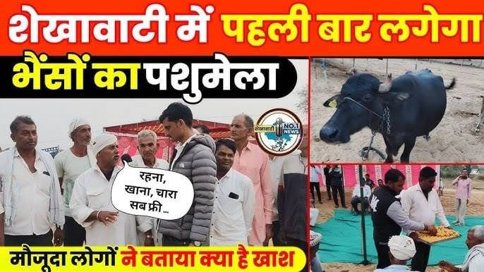 Todpura, Jhunjhunu: Shekhawati’s First Buffalo and Cow Fair Brings Fresh Hope for Farmers